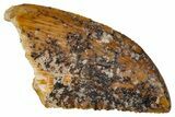 Serrated Raptor Tooth - Real Dinosaur Tooth #333389-1